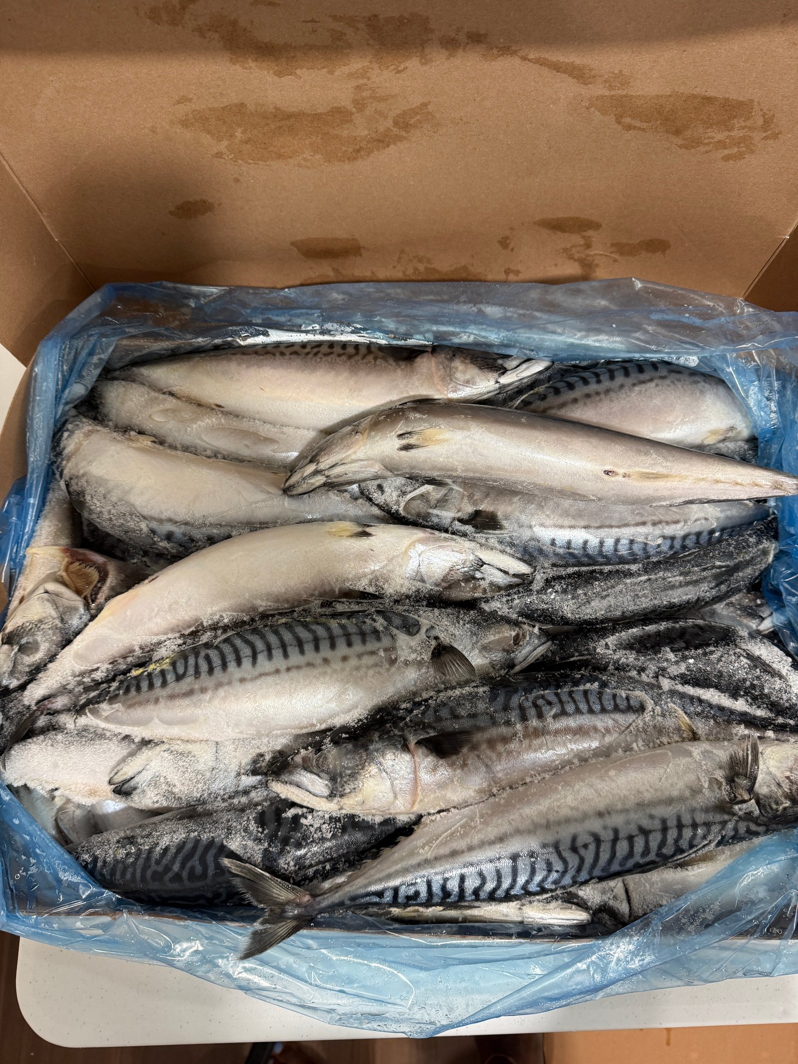 Mackerel Fish